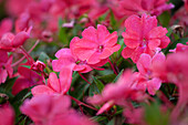 Impatiens 'SunPatiens'™ Vigorous Scarlet Red