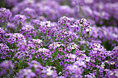 Lobelia hybrida 'Suntropics Lavender'