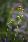 Asperula orinetalis Blauer Waldmeister Bio