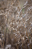 Bromus secalinus