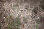 Hordeum jubatum