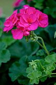 Pelargonium zonale