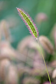 Setaria viridis 'Caramel'