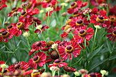 Helenium, red