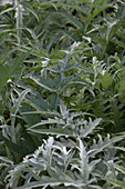 Cynara cardunculus