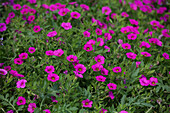 Calibrachoa 'Kabloom® Deep Pink