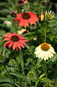 Echinacea purpurea 'Cheyenne Spirit'