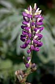 Lupinus polyphyllus 'Russel'