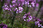 Cleome Señorita Rosalita