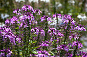 Cleome 'Señorita Rosalita'(s)