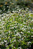 Euphorbia hypericifolia 'Starpleasure'®