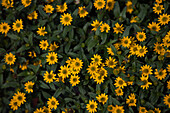 Sanvitalia speciosa Show Compact Yellow