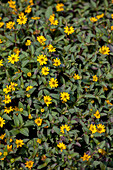 Sanvitalia procumbens 'Superbini'