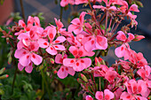 Pelargonium 'Summerpearls'