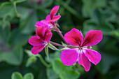 Pelargonium peltatum 'Happy Face® Magenta