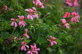 Pelargonium peltatum 'Mini Balkon Rosa'