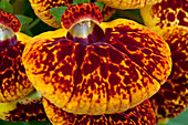 Calceolaria hybrids