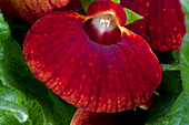 Calceolaria hybrids