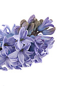 Hyacinthus orientalis