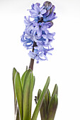 Hyacinthus orientalis