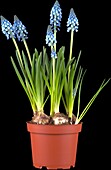 Muscari