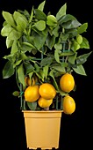 Citrofortunella 'Vulcan Lemon