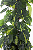 Philodendron scandens 'Brasil'