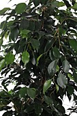 Ficus Microcarpa