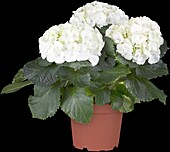 Hydrangea macrophylla, white