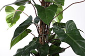 Philodendron Red Emerald