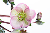 Helleborus x ericsmithii 'Pennys Pink'