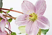 Helleborus orientalis