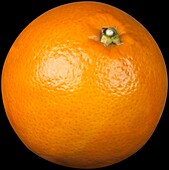 Citrus sinensis (Blood orange)