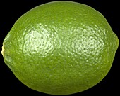 Citrus latifolia