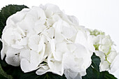 Hydrangea macrophylla, weiß