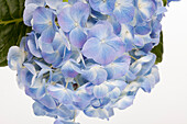 Hydrangea macrophylla, blau