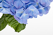 Hydrangea macrophylla, blau