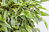 Ficus benjamina 'Lovely'