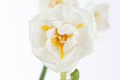 Narcissus Bridal 'Crown'