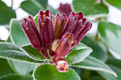 Aeschynanthus speciosus 'Mona Lisa'