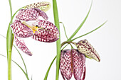 Fritillaria meleagris