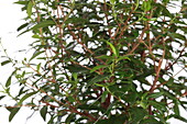 Myrtus communis Bride's Myrtle