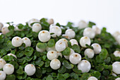 Nertera granadensis, white