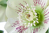 Helleborus orientalis 'Spring Promise Sophie'