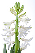 Hyacinthus orientalis