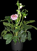 Helleborus orientalis 'Spring Promise Lily'