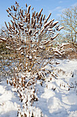 Buddleja davidii (mit Schnee)