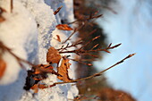 Winterhecke