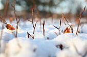 Winter hedge