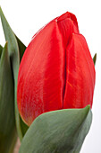 Tulipa 'Red Paradise